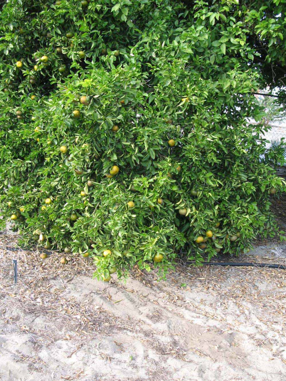              Habit (Winter Haven, FL)       